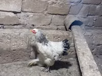 Brahma — foto 2