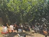Chickens — foto 3