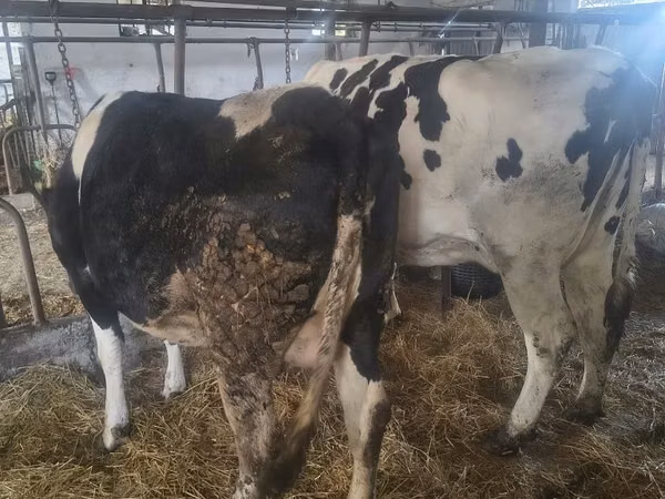 雌牛, Russian Black pied cattle