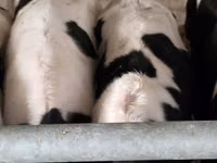 Toro, Russian Black pied cattle — foto 6
