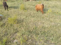 Koza, Kozy — foto 6