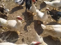 Ducks — foto 3