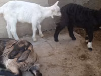 Ziegen (Partie, Geschlecht nicht angegeben), Alpine goat — Foto 4