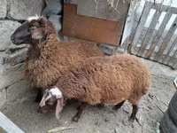ஆண் ஆடு, ஆடுகள் — புகைப்படம் 7