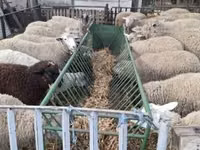 نعجة, Ile-de-France sheep — الصورة 1