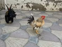 Chickens — photo 4
