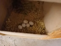 Məhsul: Nimfa (Cockatiel) cütlükləri və yuvalama dəsti Korella — photo 3