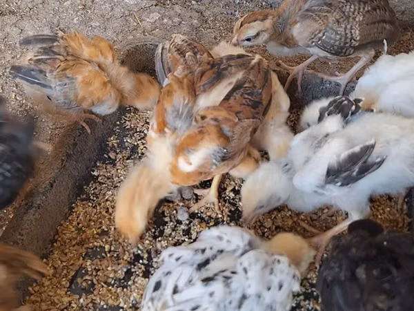 Chickens
