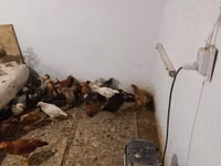 Gallina checa dorada veteada — foto 4