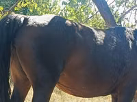 Égua, Kyrgyz Horse — foto 2
