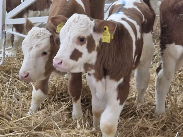 İribuynuzlu mal-qara (partiya, cinsi göstərilməyib), Simmental cattle
