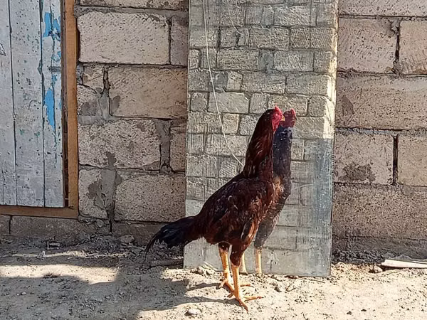 Chickens