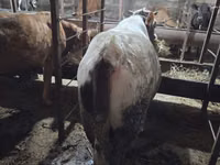 Buqa, Aberdin – Angus — 6-rasm