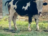 Krava, Simmental cattle — foto 4