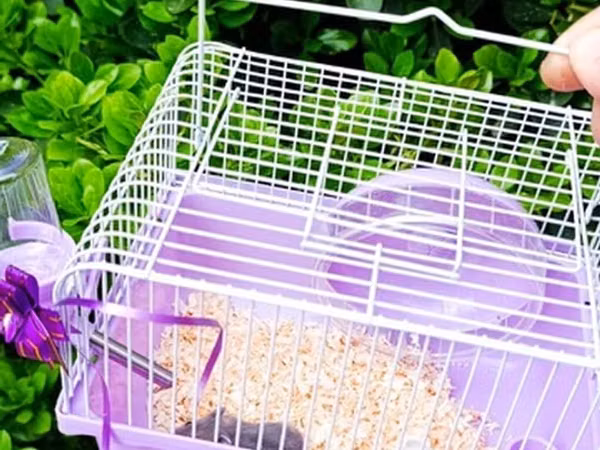1əd Qəfəs 20m 
hamster 10m dəst satılır