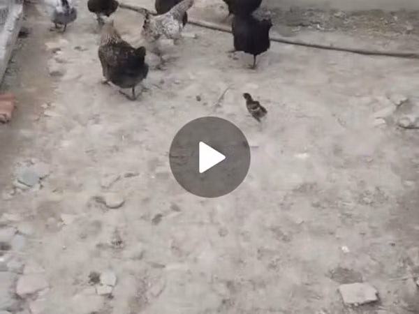 Australorp