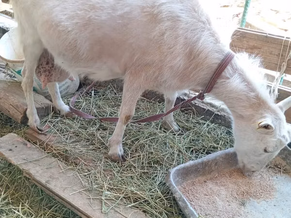 თხა, Saanen goat