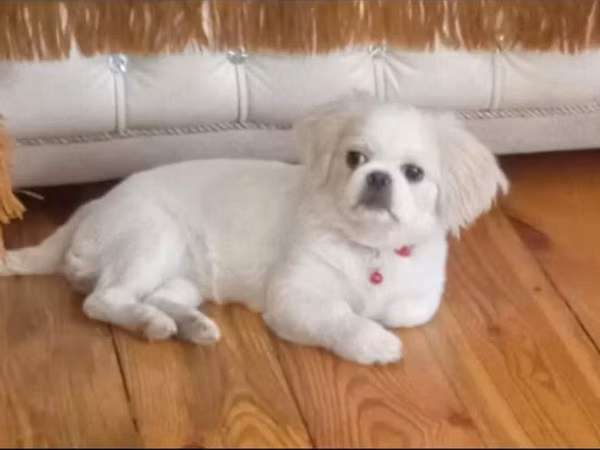 Dişi pekines balası – 3 ay yarımlıq. Peyvəndləri və dərmanları olunub