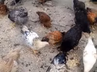 Chickens — zdjęcie 1