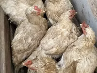 Chickens — 1-rasm