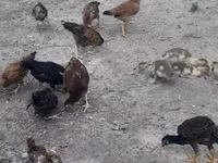 Chickens — புகைப்படம் 1
