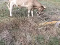 Krowa, Simmental cattle — zdjęcie 3