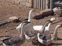 Geese — zdjęcie 4