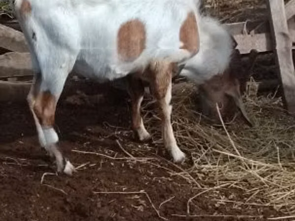 ஆண் வெள்ளாடு, Nubian Goat