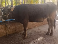 Krowa, Bydło — zdjęcie 3