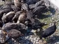 Turkeys — foto 6