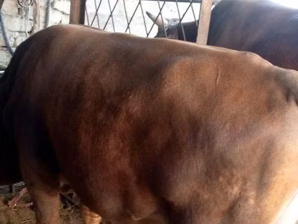 காளை, மாடுகள்