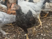 Chickens — foto 2