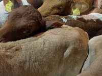 Boğa, Simmental cattle — foto 4