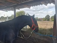 Koń, Konie — zdjęcie 2