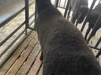 Koç, Jaidara sheep — foto 2