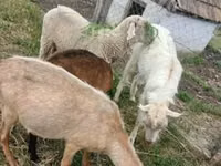 Carnero, Merino sheep — foto 3