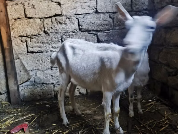 Boucs, Saanen goat