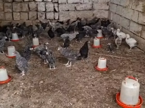 Chickens
