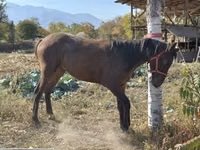 雄馬, Kyrgyz Horse — 写真 1