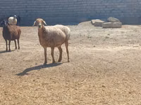 Қошқар, Ordabasy sheep — 1-сурет