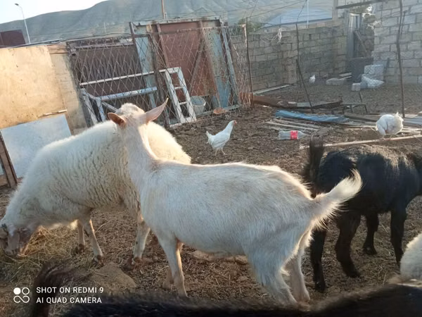 Cabras (lote, sexo no especificado), Cabras
