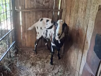 Kozioł, Nubian Goat — zdjęcie 2