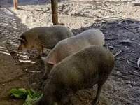 मादा सूअर — फ़ोटो 4