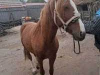 母马, Horses — 照片 1