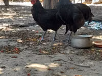Australorp — foto 3