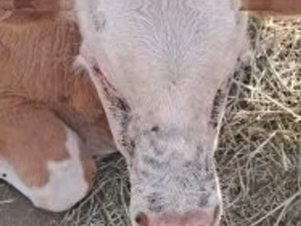 İribuynuzlu mal-qara (partiya, cinsi göstərilməyib), Simmental cattle