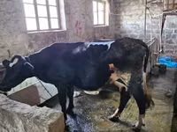 Buğa, Holştin irqi — foto 5