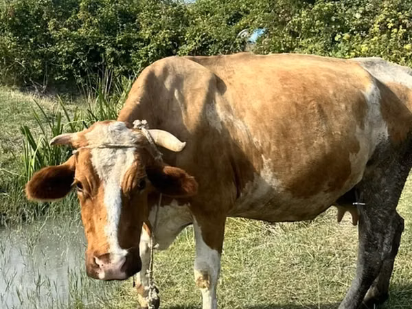 Vache, Simmental cattle