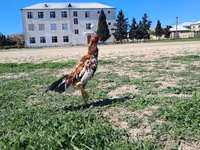 Chickens — foto 7