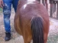 雌馬, Miniature horse — 写真 3